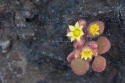 Aichryson villosum, Madeira, Portugal.