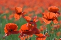 Red Poppies in abandoned wheatfield, Lleida, Catalonia, Spain.