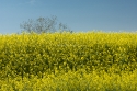 Colza or Canola crop field, Spain