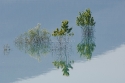 Flooded riverside trees, El Grado reservoir, Spain
