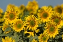 Sunflower field, Catalonia, Spain.