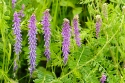 Tufted Wetch (Vicia cracca), Montseny NP, Catalonia, Spain.