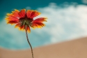 Garden flower above swimming pool, France.