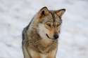Siberian wolf (Canis lupus), controlled conditions, France.