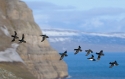 Little Auks (Alle alle) group flying over colony, Spitsbergen. Social nesting takes place in cliffs so that the main problem here was panning a long lens while following the group in a very unsteady position on a steep slope.