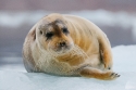 Bearded Seal (Erignathus barbatus) resting on a pack of ice, off northern Spitsbergen, Svalbard archipelago.