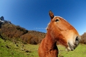 Distorted portrait of a Horse in the Artiga de Lin mountain prairie, Aran valley, Pyrenees of Lleida, Spain