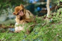 Young reflexive Barbary Macaque (Macaca sylvanus) on the Mid-Atlas range, Azrou, Morocco.