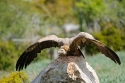 Griffon vulture perched on a rock, prepared for takeoff, Spain