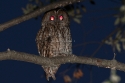 Tawny Owl (Strix aluco) perched on a tree at dusk, Spain.