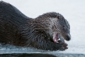 Eurasian Otter (Lutra lutra) young individual playing and fish feeding over frozen surface of the river in Kajaani, Finland, in winter at minus 37C (controlled conditions)