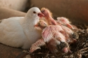 Domestic pigeon (Columba livia) black-and-white variety nesting with two chicks in urban environment, Spain