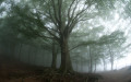 Beech trees (Fagus sylvatica) in the mist, Montseny nature reserve, Spain. This is the Southernmost Beech forest in Europe.