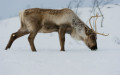 Scandinavian Reindeer (Rangifer tarandus) cattle looking for some food in winter under the snow, Tromso area, Norway