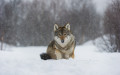 Eurasian Wolves (Canis lupus lupus) in winter fur, under snowfall in controlled conditions, Norway